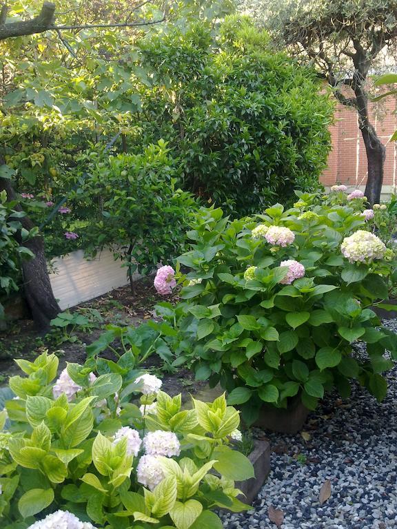 Eco B&B I Due Oleandri Marina Di Carrara Ngoại thất bức ảnh
