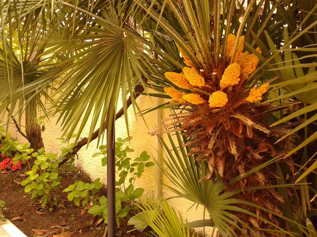 Eco B&B I Due Oleandri Marina Di Carrara Ngoại thất bức ảnh